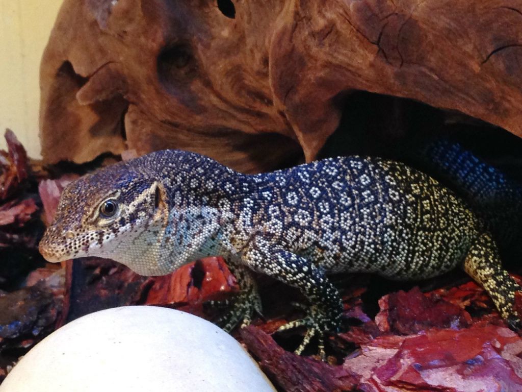 Тиморский варан Varanus timorensis