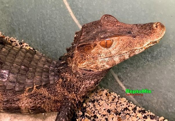 Гладколобый кайман Кювье Paleosuchus palpebrosus