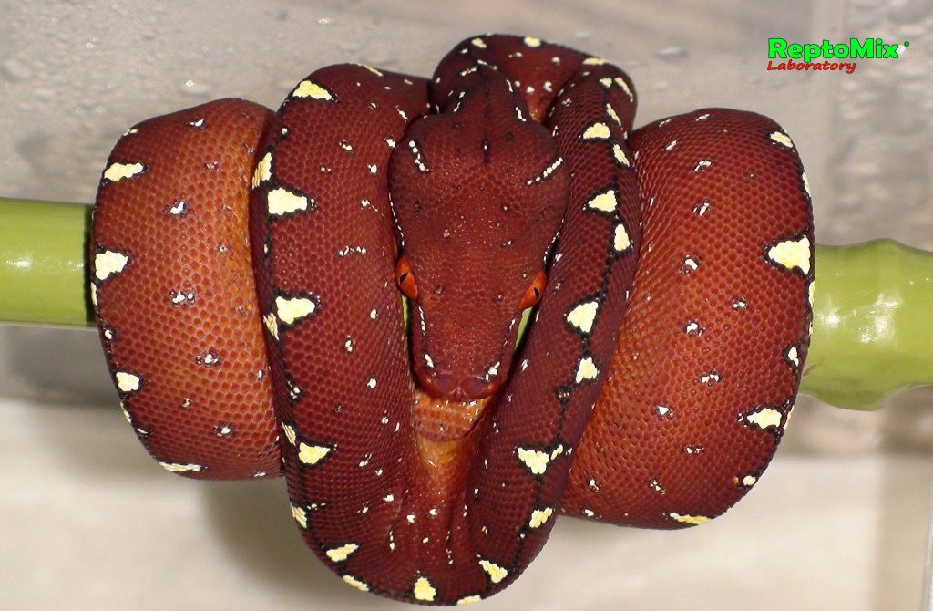 Зелёный питон Morelia viridis (Lereh)