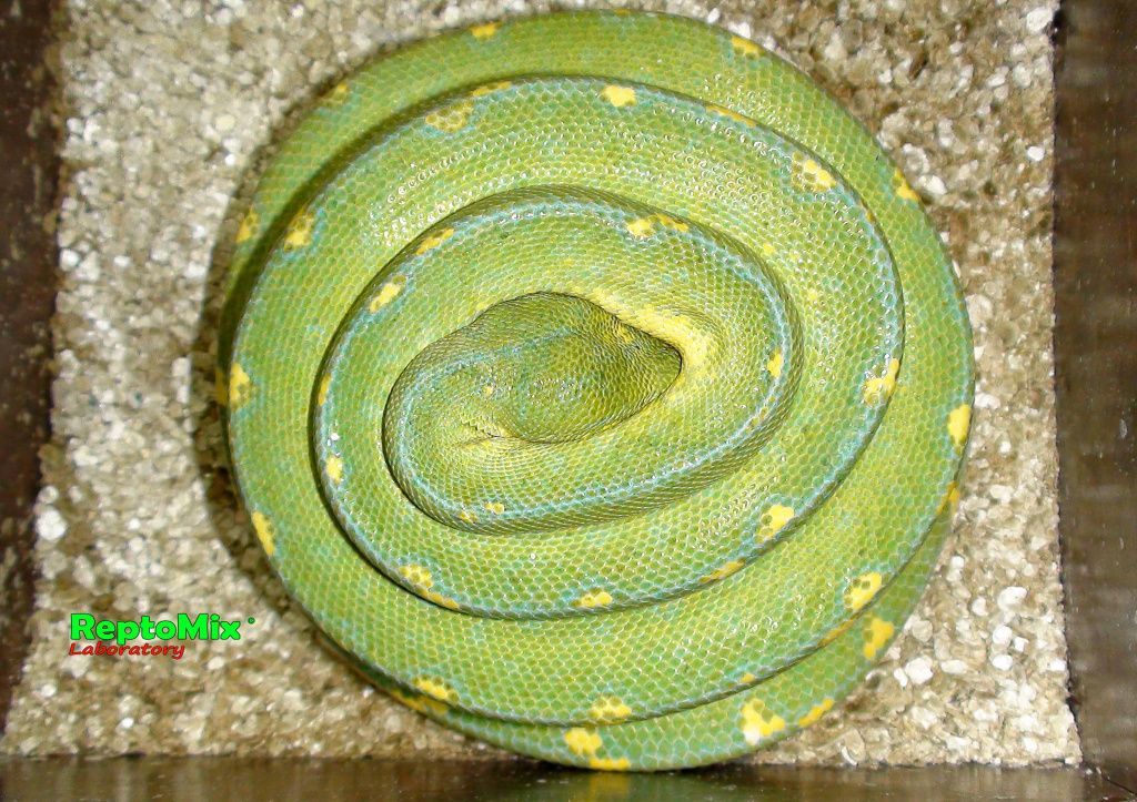 Зелёный питон Morelia viridis (Sorong) 
