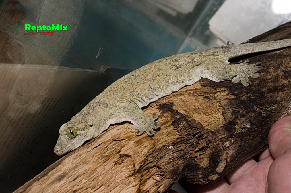 Геккон с острова Хальмахера Gehyra marginata