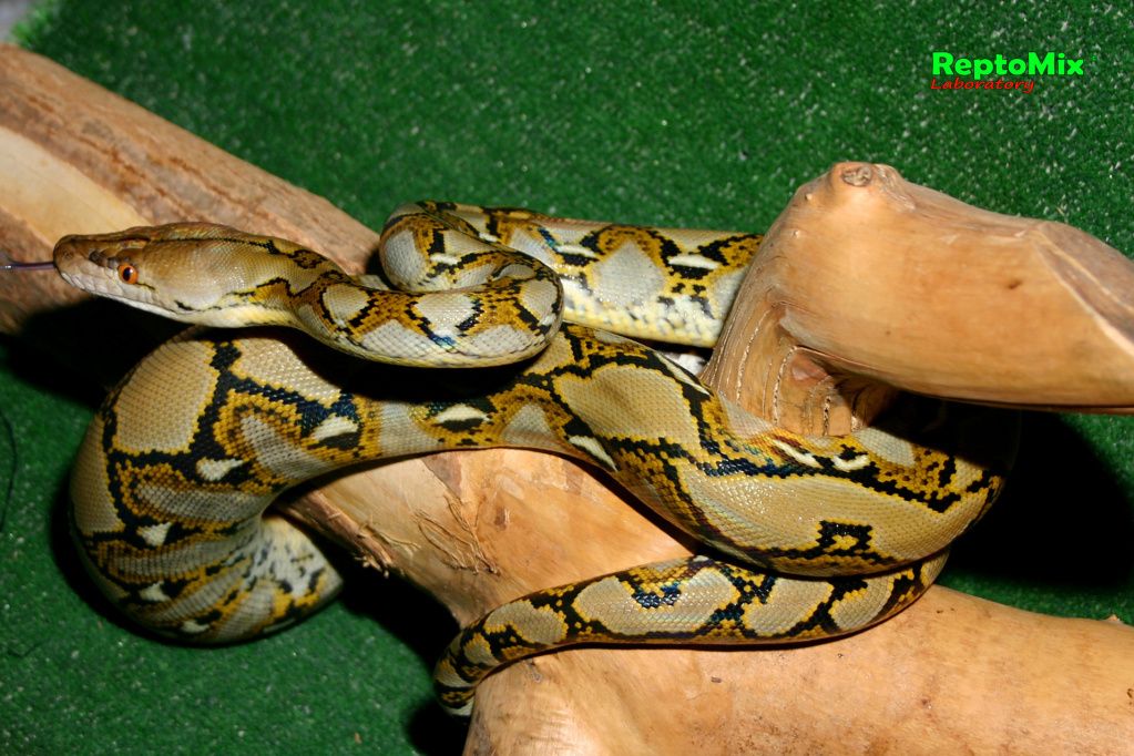 Сетчатый питон Python reticulatus (Java)