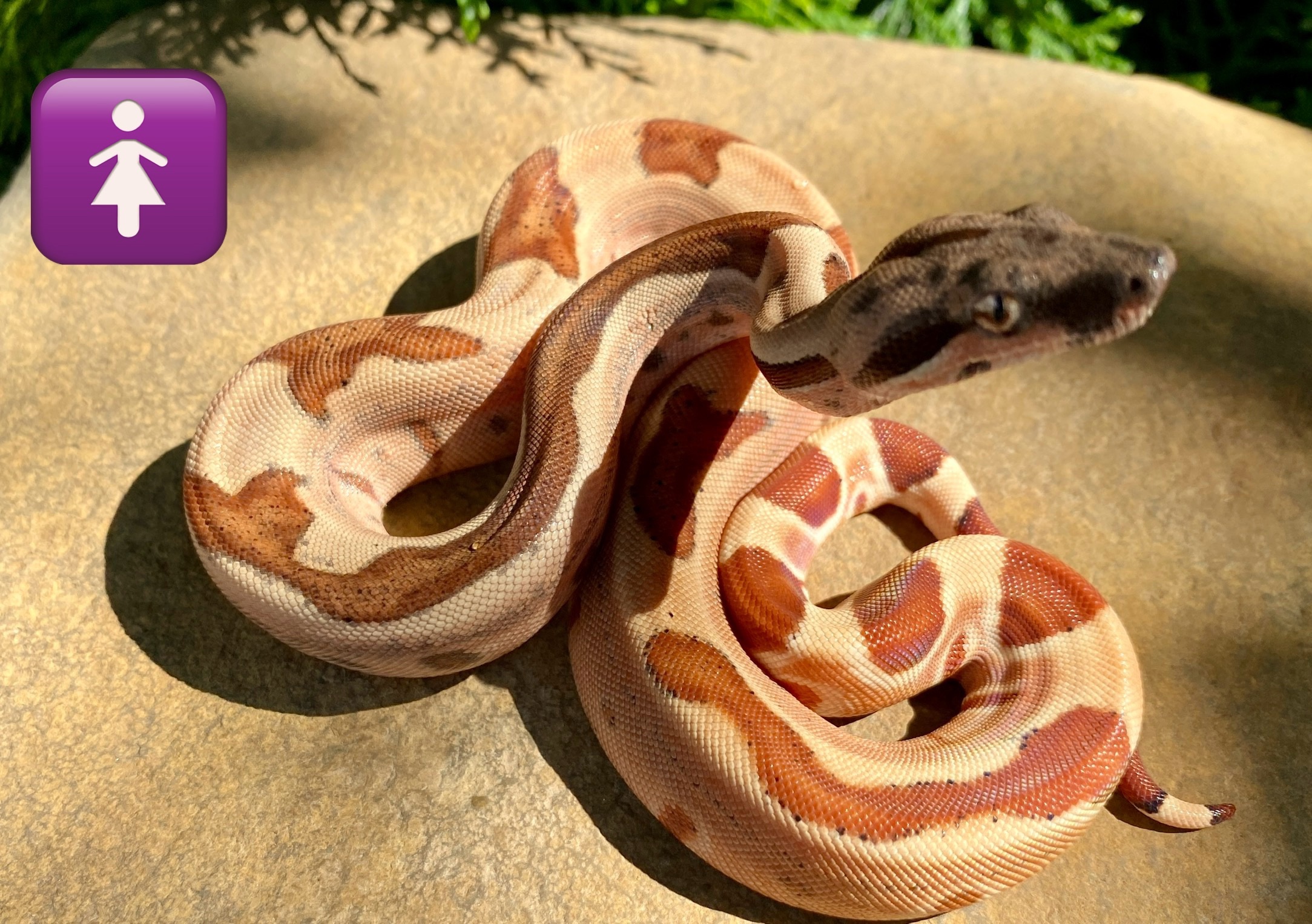 Удав императорский  BCI Salmon Hypо ♀ CB2025