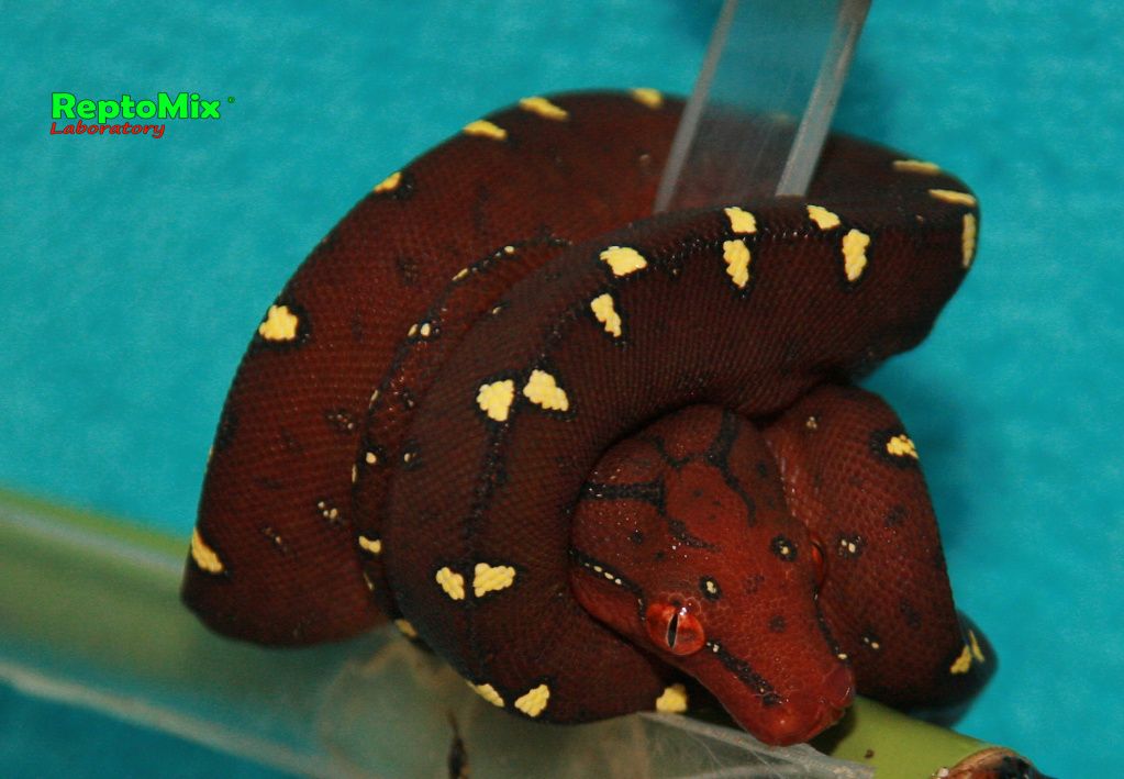Зелёный питон Morelia viridis (Lereh)