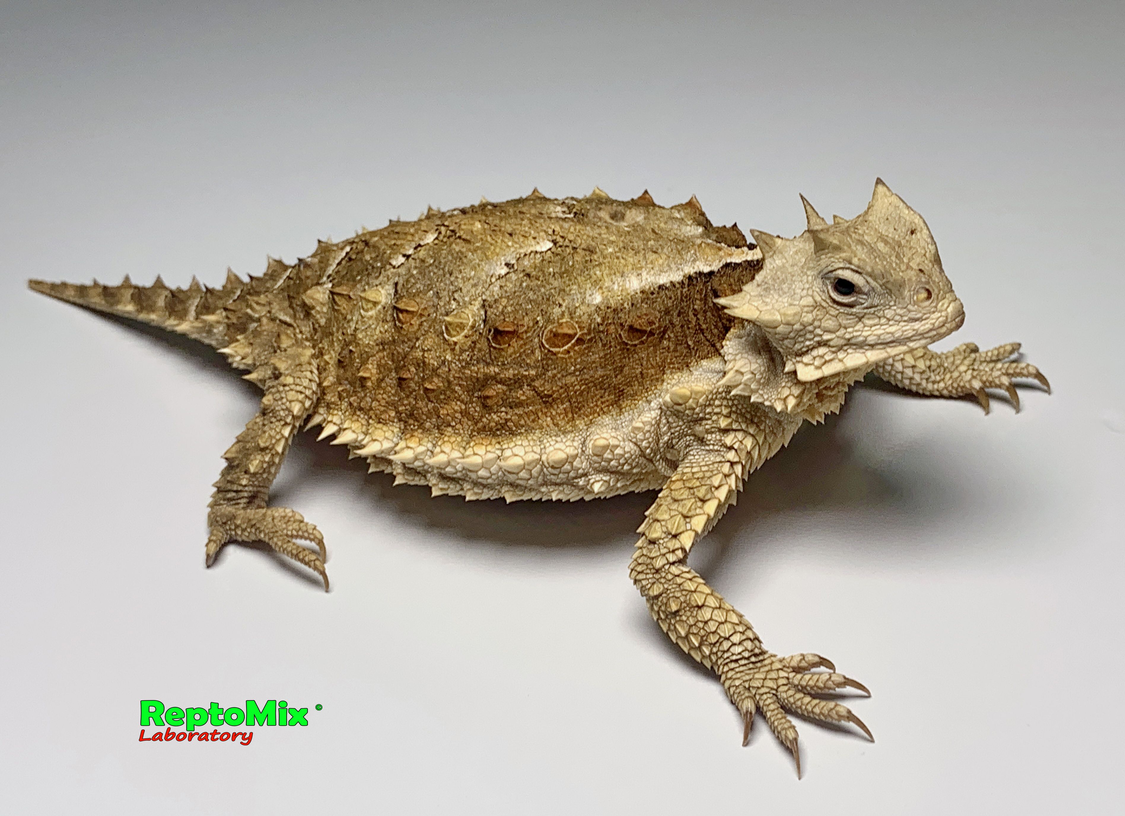 Гиганская жабовидная ящерица Phrynosoma asio 