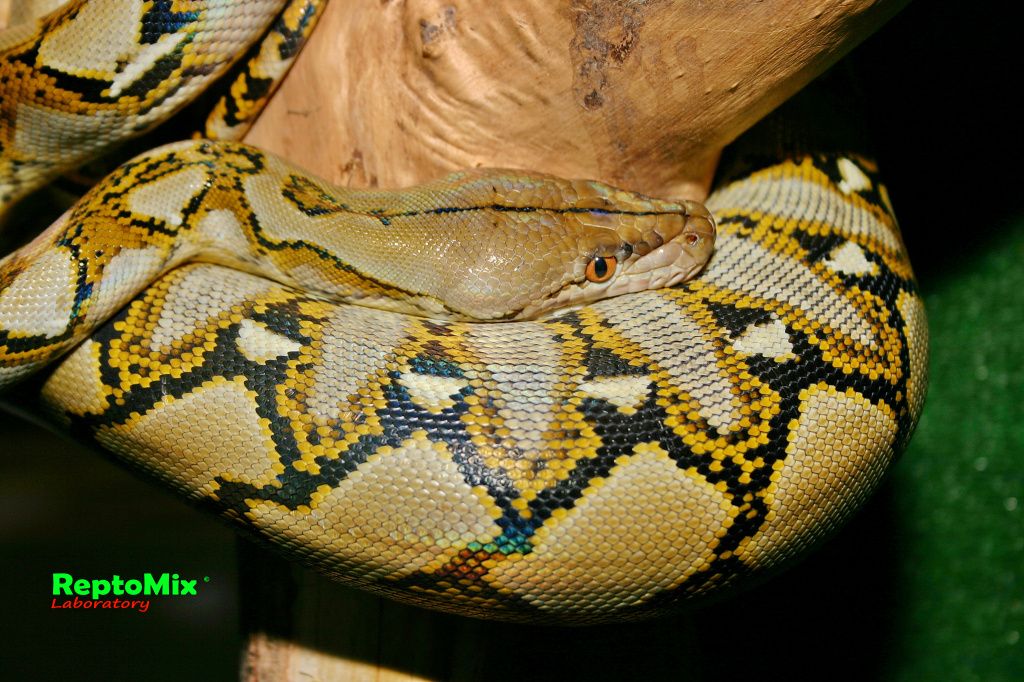 Сетчатый питон Python reticulatus (Java)