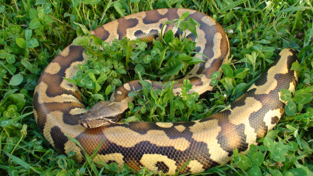 Короткохвостый питон Python сurtus brongersmai (Northen Sumatra) 