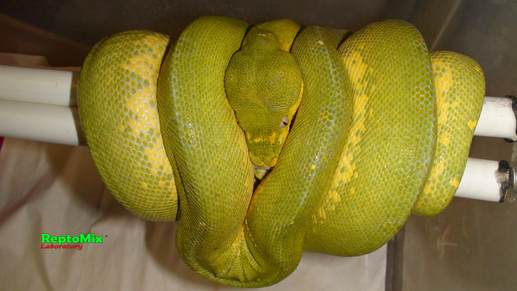 Зелёный питон Morelia viridis (Jayapura)