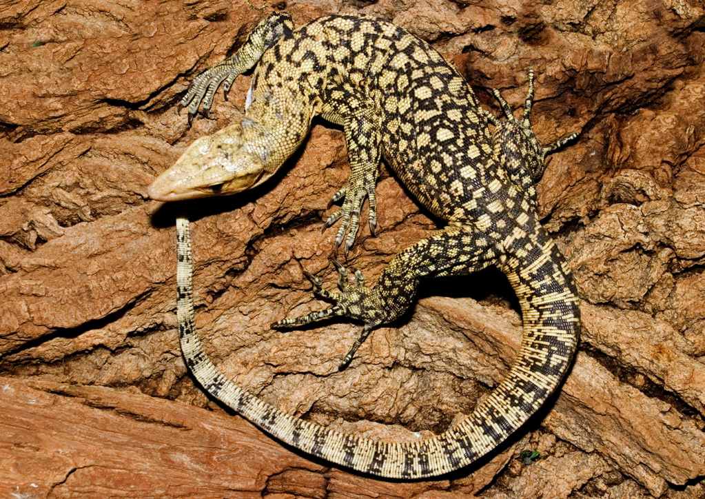Жёлтый варан Varanus melinus