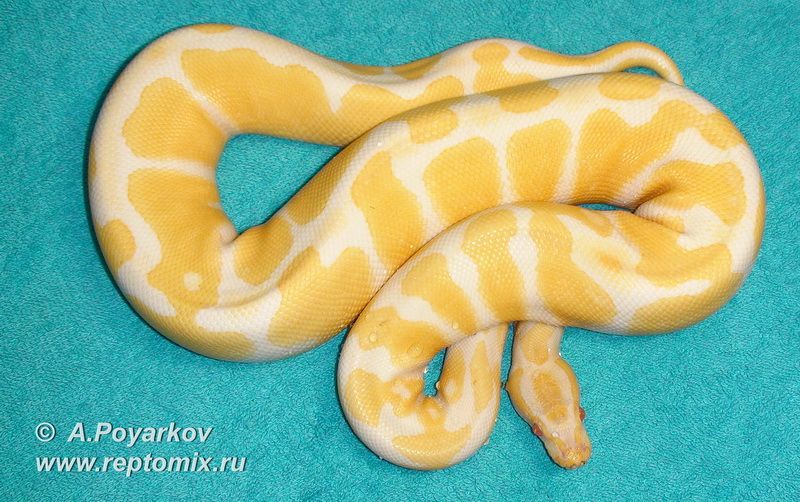 Королевский питон  Python regius Albino