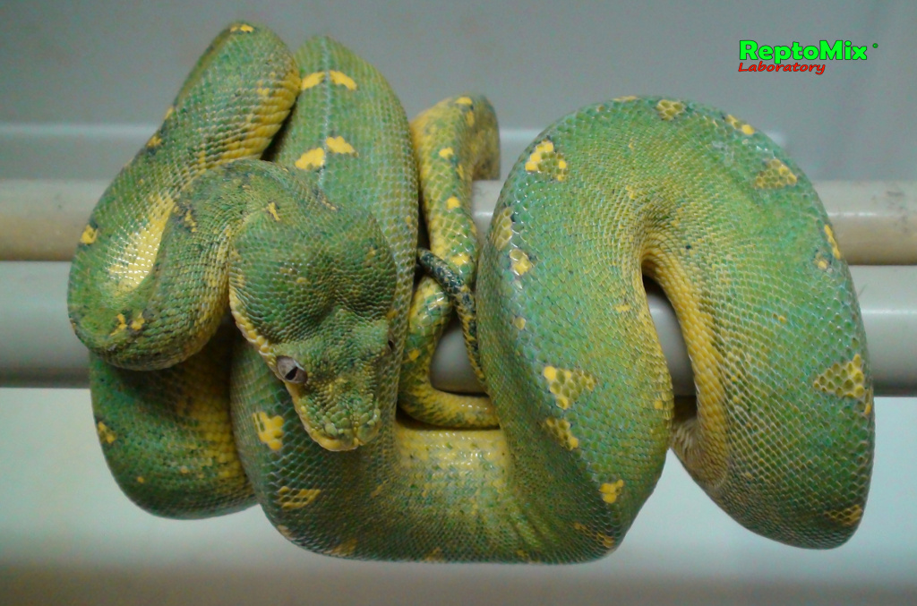 Зелёный питон Morelia viridis (Lereh)