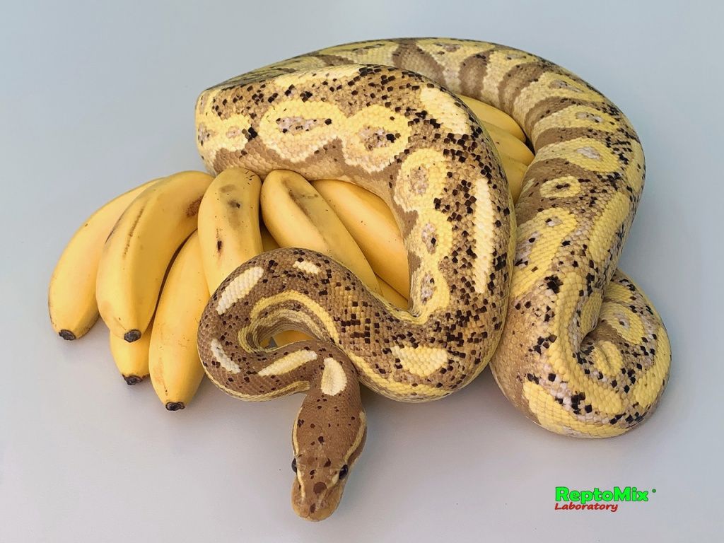 Python regius Banana Cinnamon взрослый самец