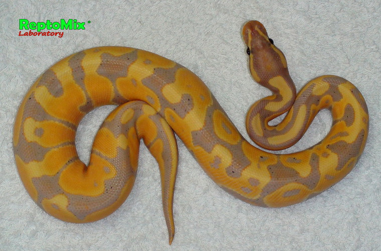 Python regius Banana "Mandarin" подросток