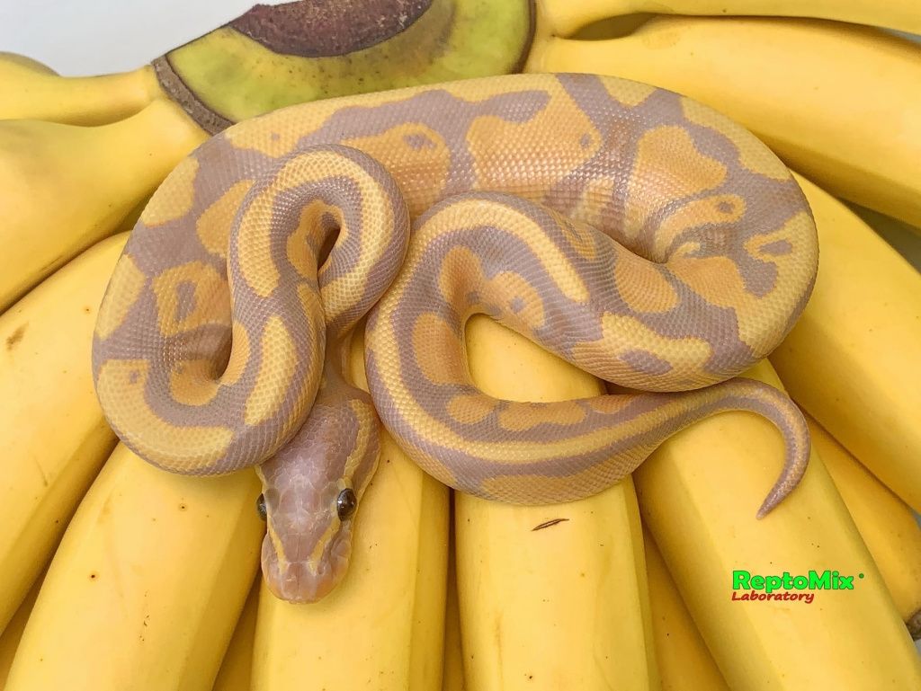 Python regius Banana Pastel малыш