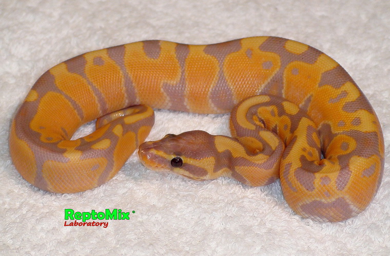 Python regius Banana "Mandarin" малыш