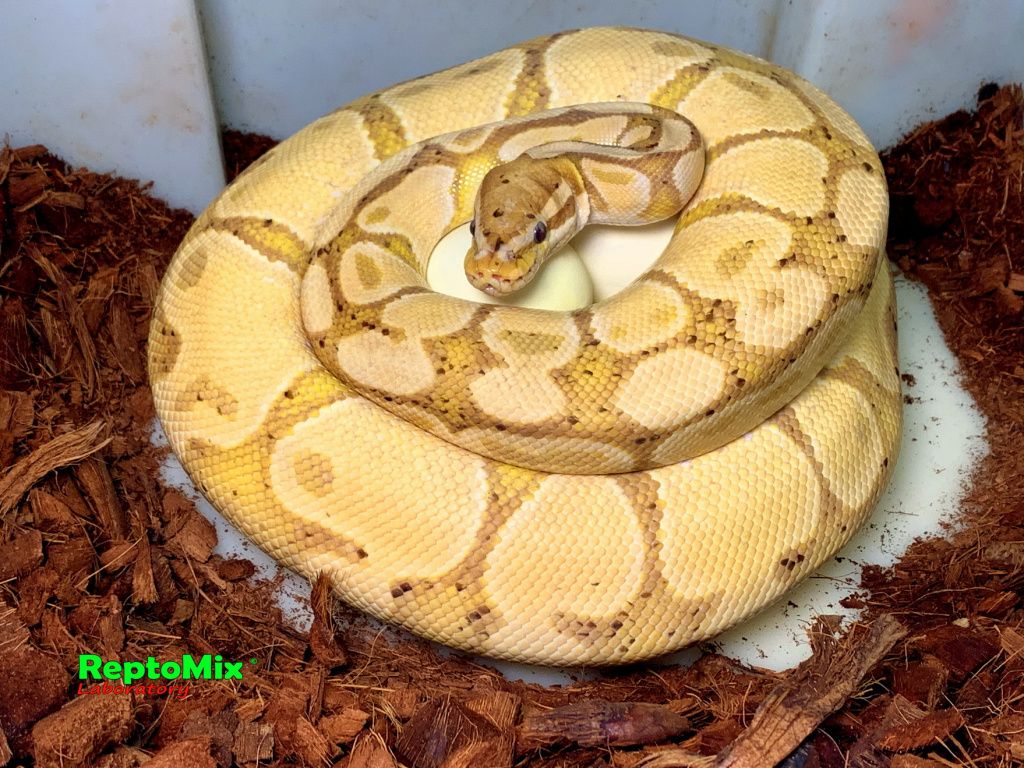 Python regius Banana самка на кладке