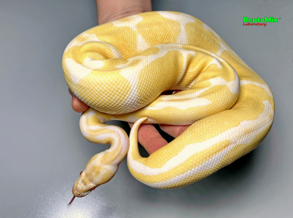 Python regius Albino High contrast взрослый