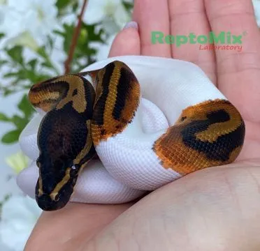 Купить королевский питон python regius piebald , большой выбор и полезная информация по содержанию - Питомник экзотических Животных "ReptoMix Laboratory"