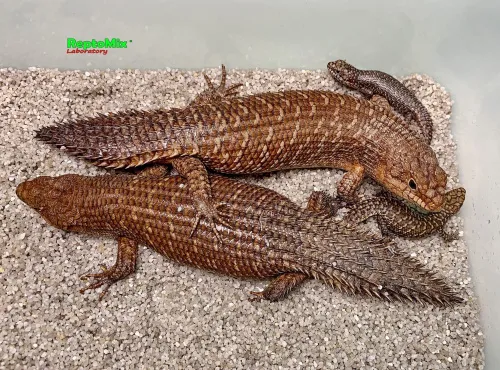  Egernia stokesii самка