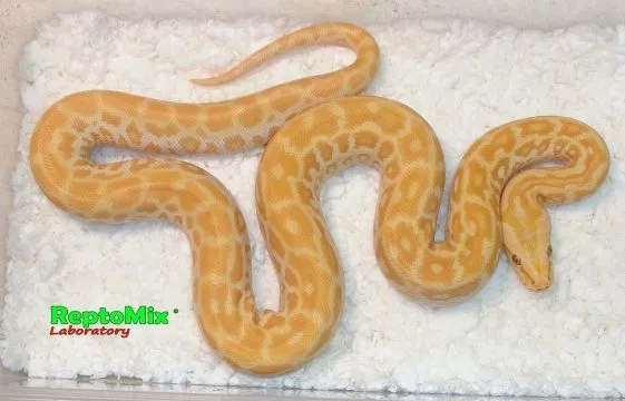 Купить темный тигровый питон perl , большой выбор и полезная информация по содержанию - Питомник экзотических Животных "ReptoMix Laboratory"