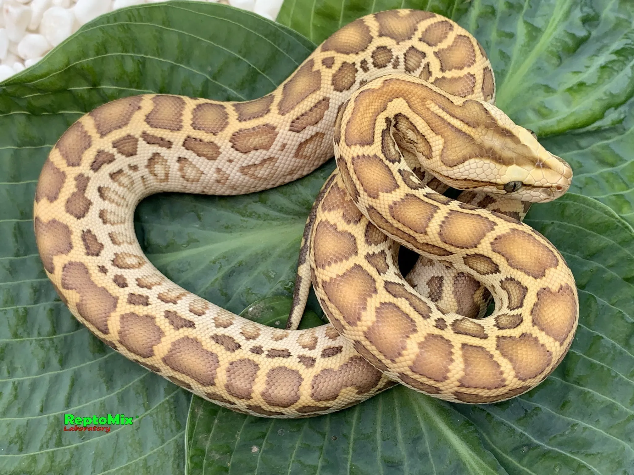 Темный тигровый питон Hypo 