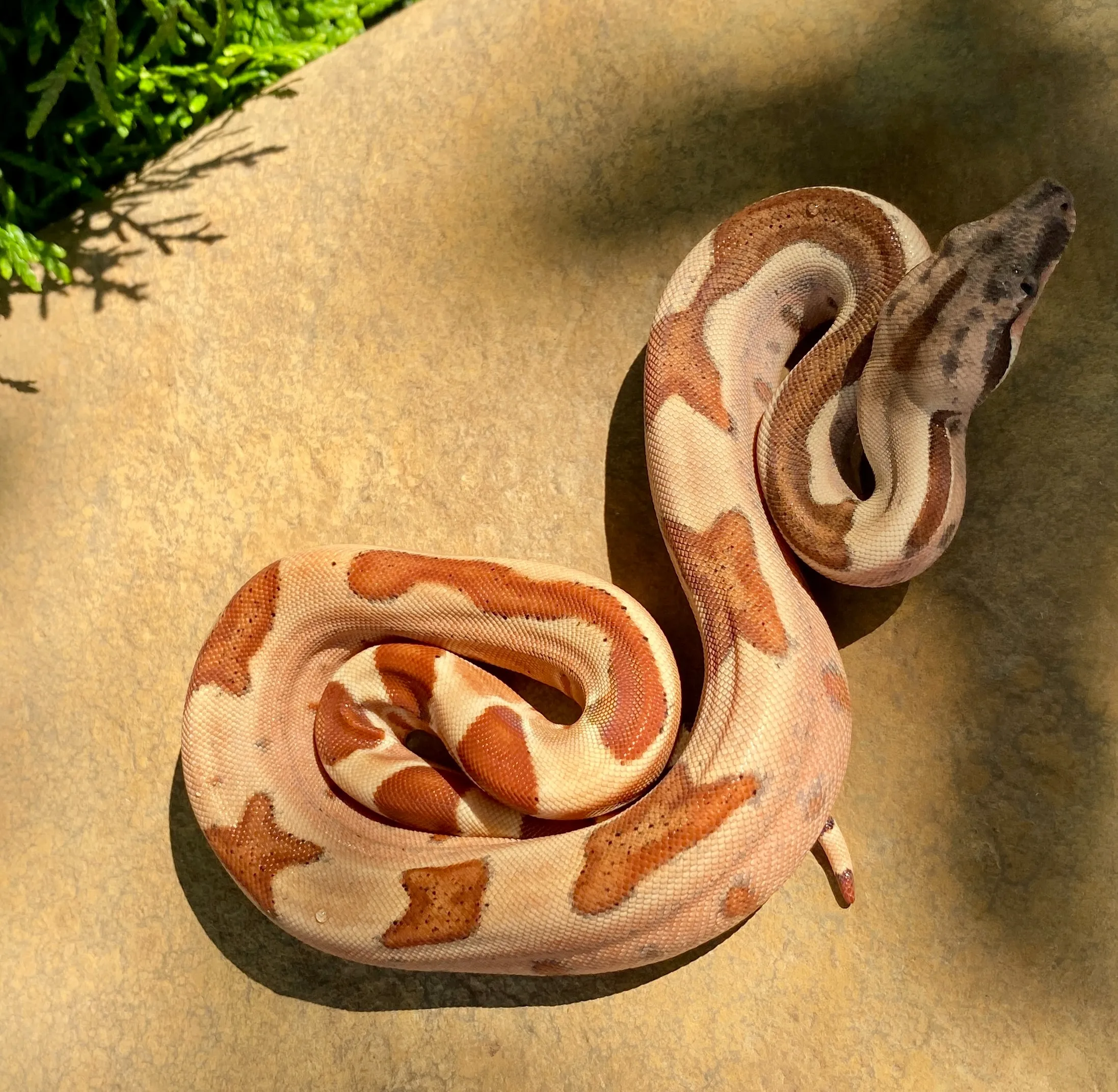 Удав императорский  BCI Salmon Hypо ♀ CB2025