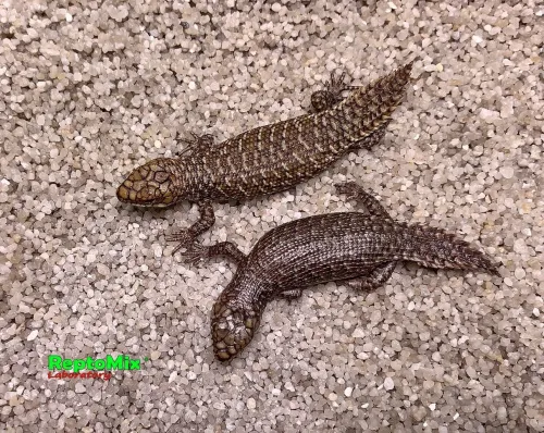  Egernia stokesii самка