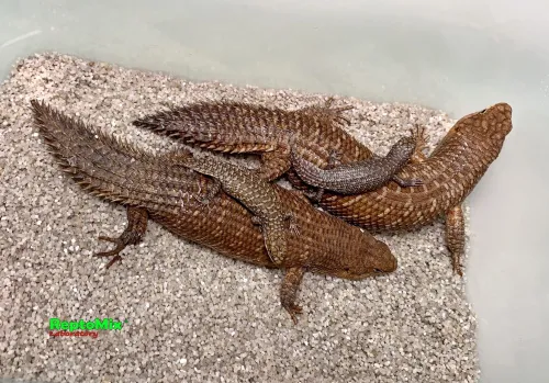  Egernia stokesii самка