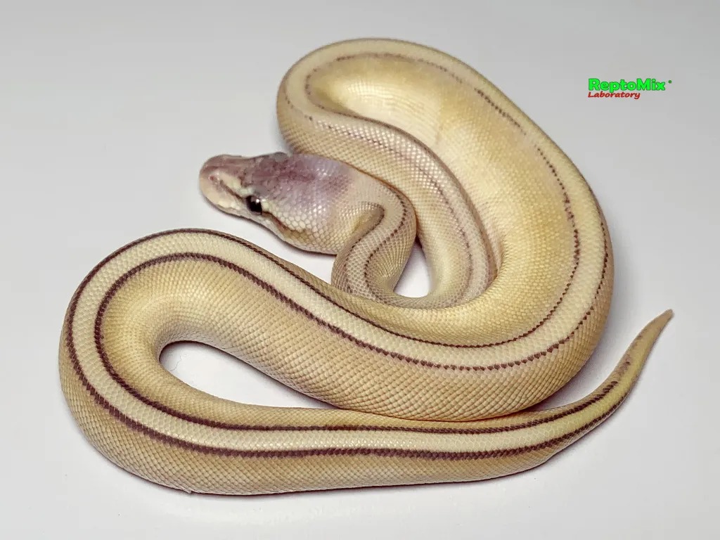 Super Pastel Butter Genetic Stripe 