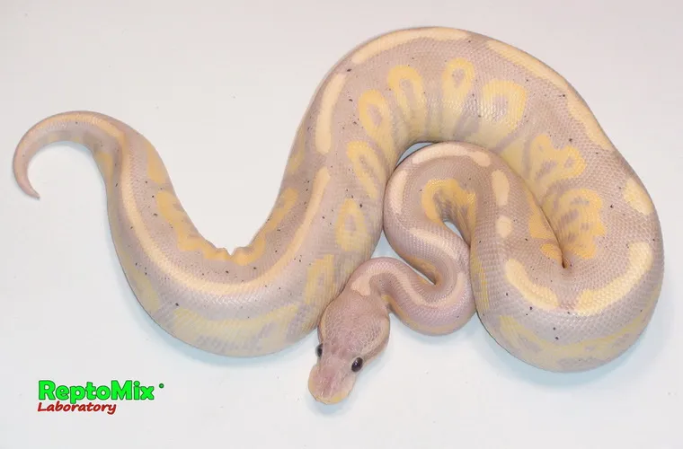 Python regius Banana Pastel Fire Cinnamon подросток