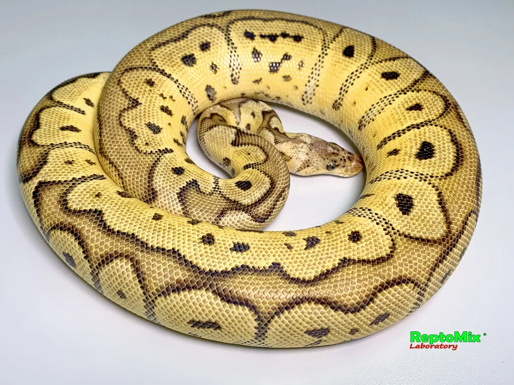 Python regius Pastel Clown