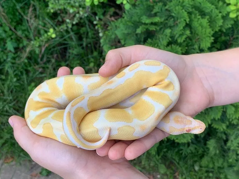 Python regius Albino Het. Axanthic VPI — малыш из нашего питомника