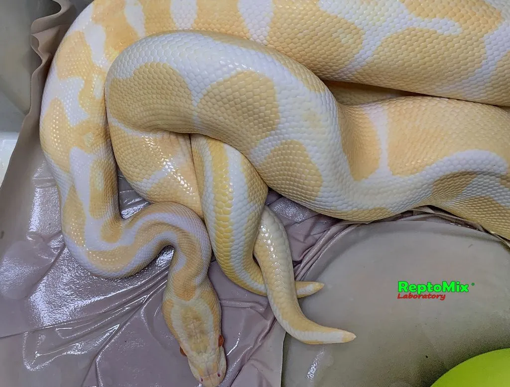 python regius mix color karališkasis pitonas Images... Хроники питомника 2021 (+18) .Продолжаются спаривания королевских ...
