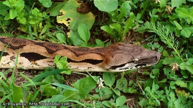 Мадагаскарский земляной удав Acrantophis madagascariensis
