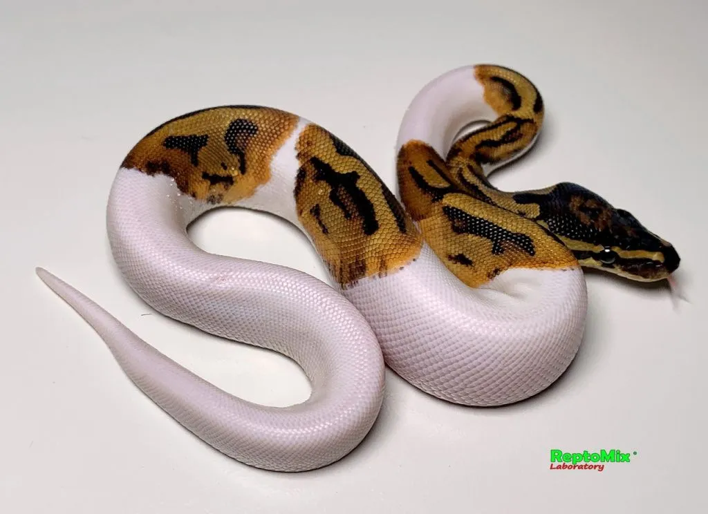 Piebald Ball Python малыш