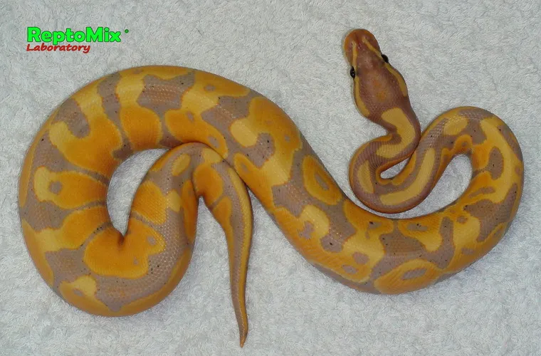 Python regius Banana 