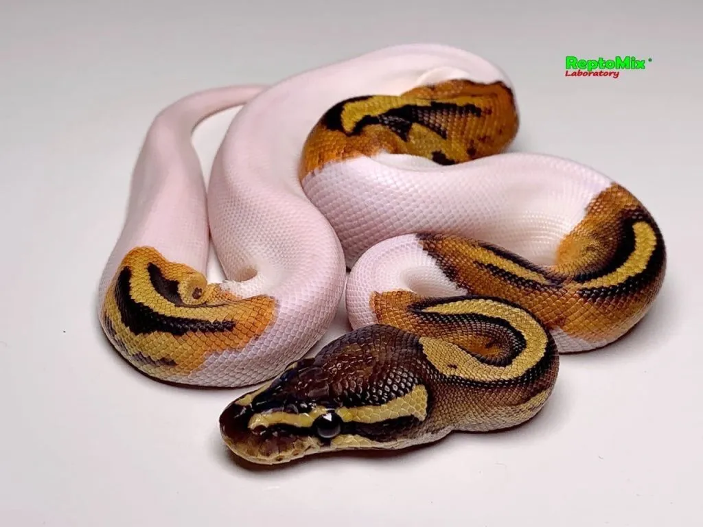 Piebald Ball Python, малыши-без веснушек и взрослые