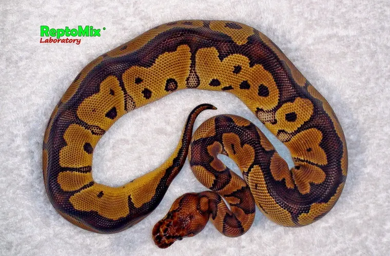 Python regius Clown