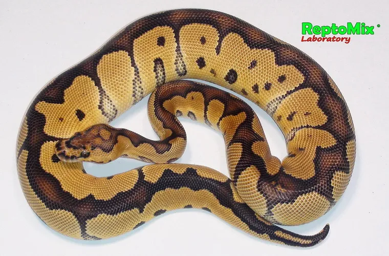 Python regius Clown