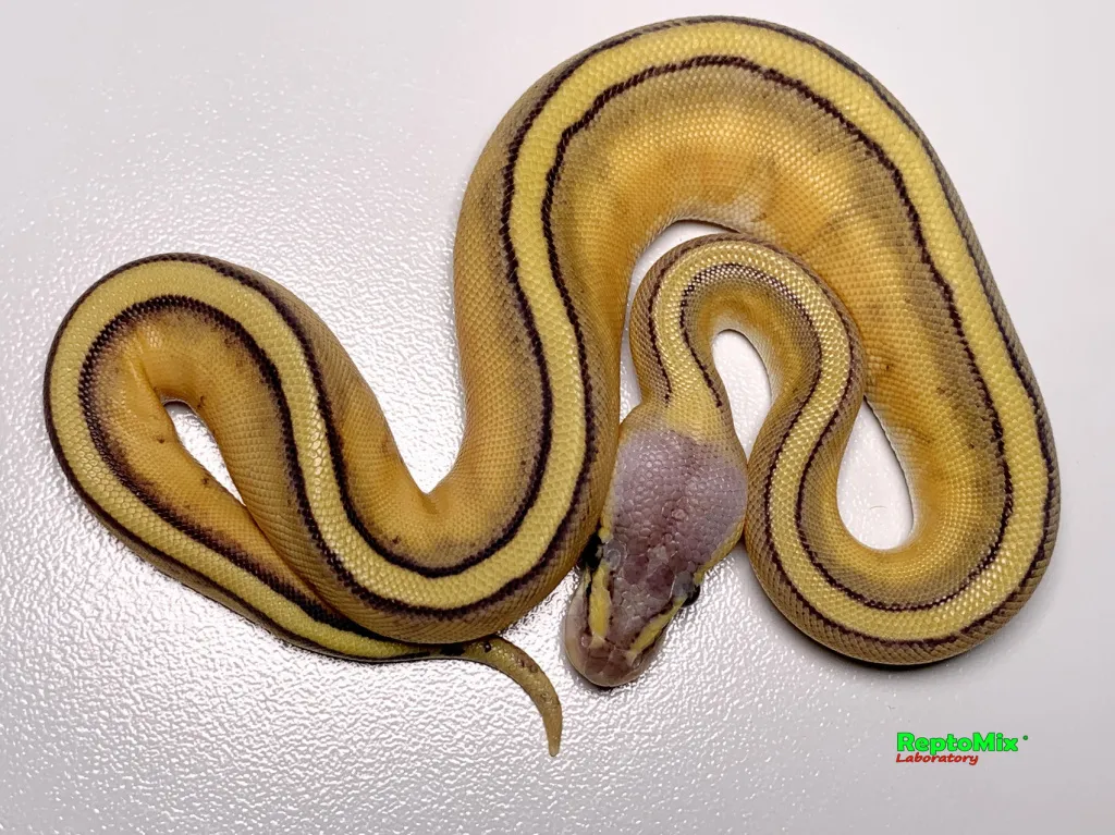 Python regius Super Pastel, Genetic Stripe
