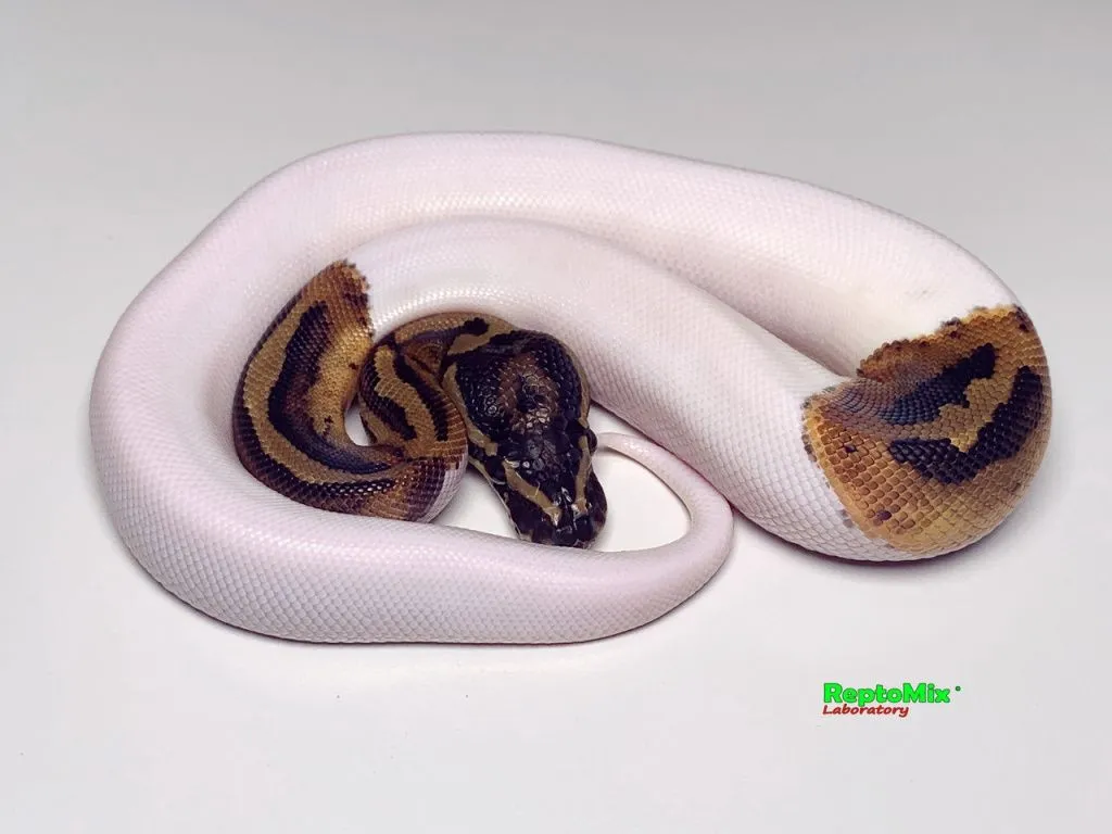 Piebald Ball Python малыш