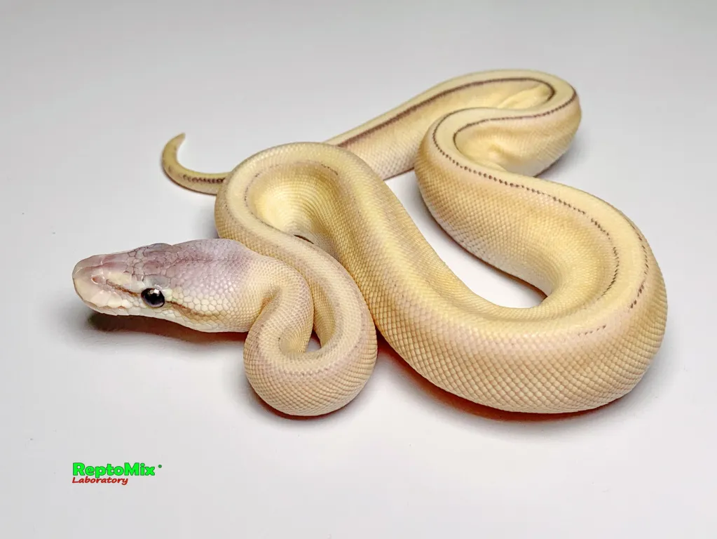 Super Pastel Butter Genetic Stripe 