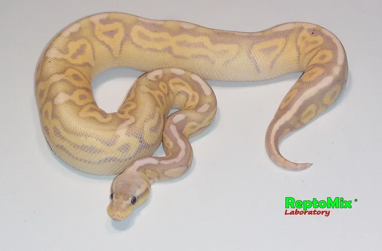 Python regius Banana Pewter (Banana Pastel Cinnamon) подросток