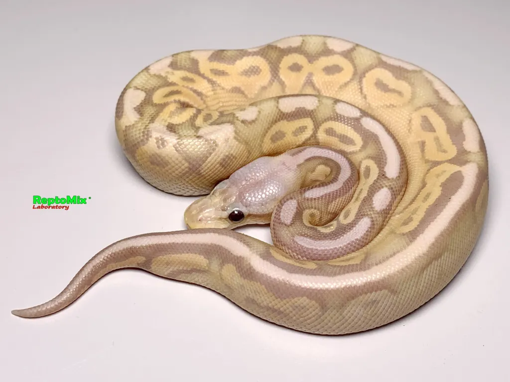 Python regius Super Pastel Jungle, Banana, Fire, Cinnamon малыш