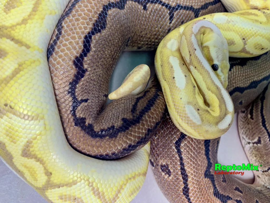 python regius mix color karališkasis pitonas Images... Хроники питомника 2021 (+18) .Продолжаются спаривания королевских ...