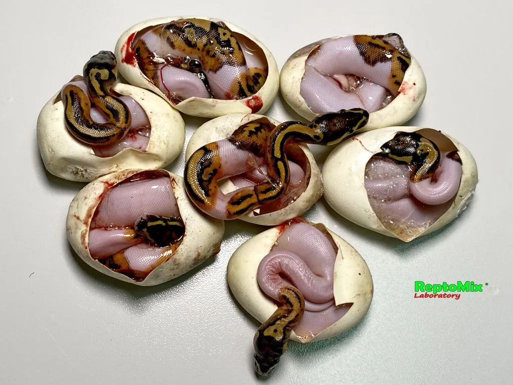 Малыши Piebald Ball Python, еще не покинули свои яйца.