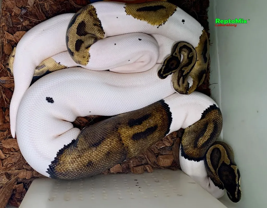 Момент спаривания взрослых Piebald Ball Python