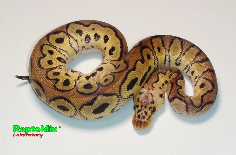 Python regius Pastel Clown малыш