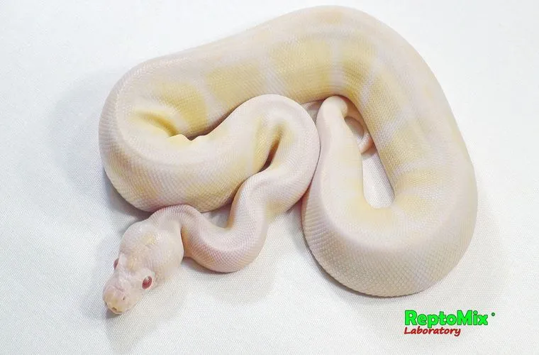Python regius Snow (Albino Axanthic VPI) подросток