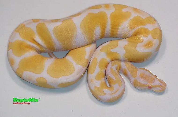 Python regius Albino Het. Axanthic VPI
